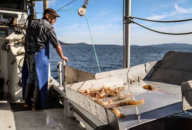 Guy Johnston - on boat with freshly caught prawns